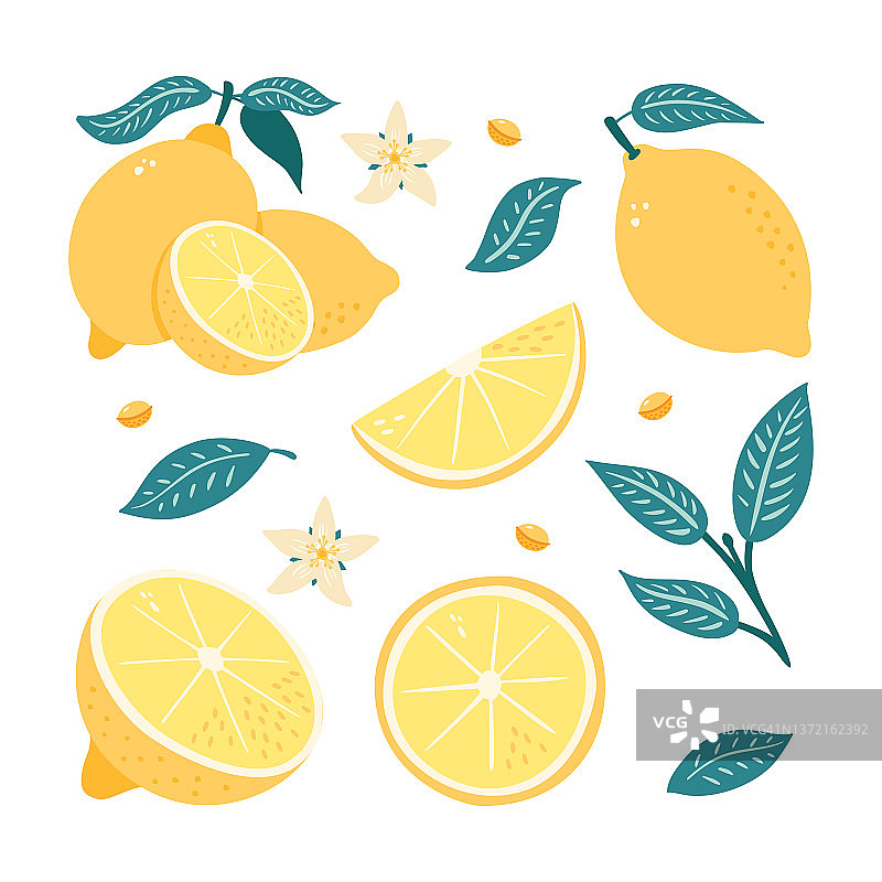多汁的新鲜成熟的柠檬水果收集。整套，半切片，切柑橘，花和叶充满活力的柠檬水包装或维生素C广告插图图片素材