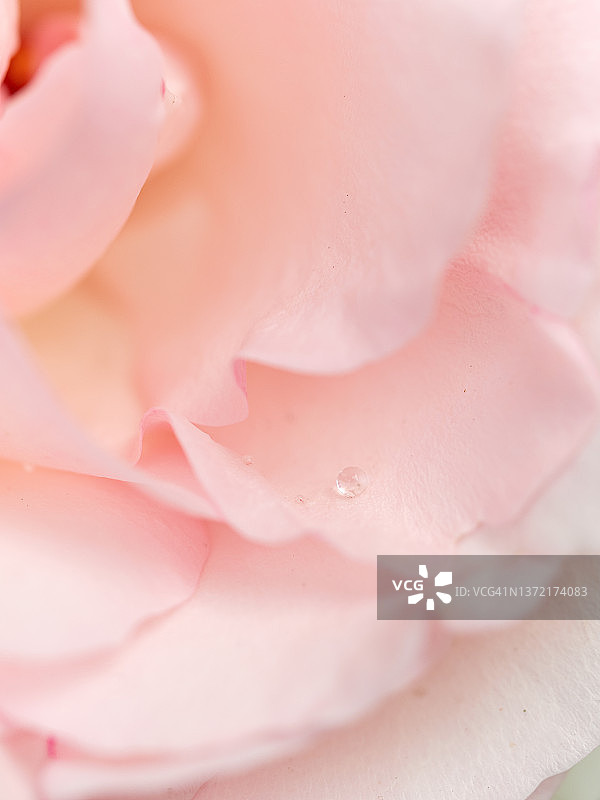 花园里粉红色的玫瑰的特写。嫩花瓣的微距镜头图片素材