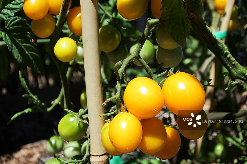 橘色樱桃番茄的特写。图片素材