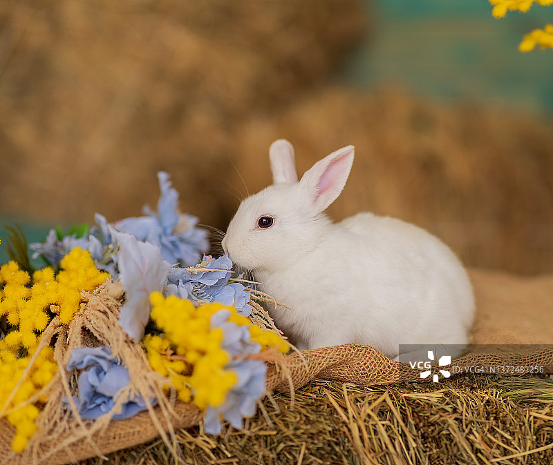 一只小白兔坐在干草上，嗅着黄色和蓝色的花朵。毛茸茸的动物,啮齿动物。复活节。象征2023年新年、圣诞节。图片素材