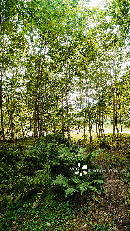 绿色的夏季森林景观与蕨类植物在前景图片素材