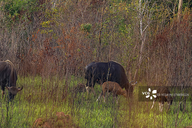 一群野牛(野牛)在自然界吃草图片素材