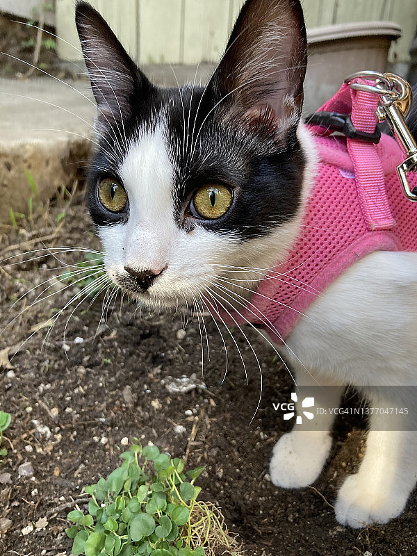一只黑白相间的小猫戴着粉色的背带和一条皮带在外面图片素材