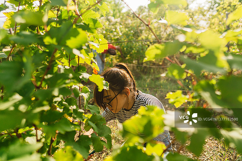 年轻女子在葡萄园里摘葡萄图片素材