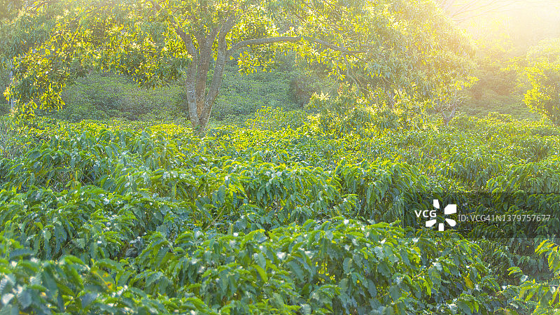 哥斯达黎加咖啡种植园景观图片素材