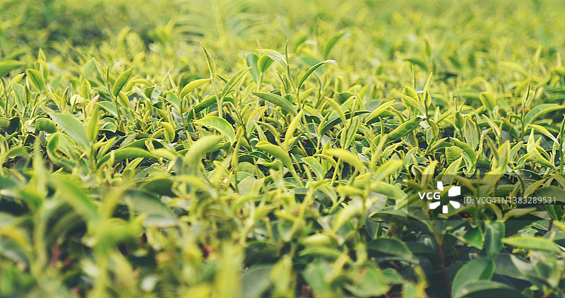 新鲜的绿茶树叶在生态草药农场。茶园晨光下的树。清新的草本绿色天然花园农田。饮用有机的舒缓健康植物。农场的绿茶树图片素材
