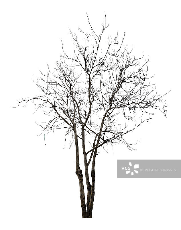 枯死的树孤立在白色的背景上。剪切路径图片素材