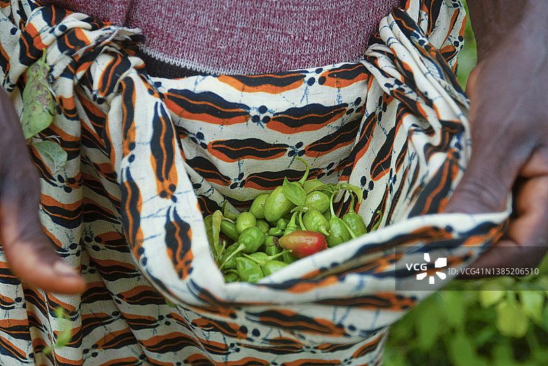 这是利比里亚农村地区一位农妇采摘的辣椒。图片素材