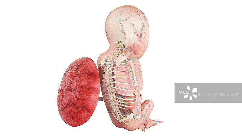 19周胎儿解剖图，图示图片素材