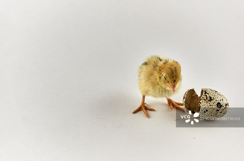 新生带壳鹌鹑雏鸡图片素材