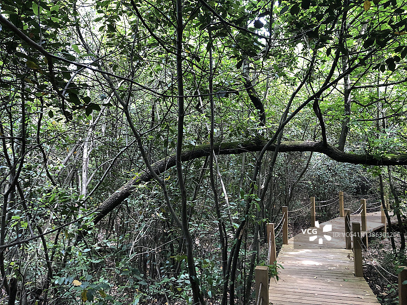 植物园的树木与木桥景观图片素材