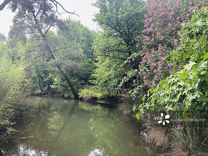 树木和粉红色的花与河在森林的乡村场景图片素材