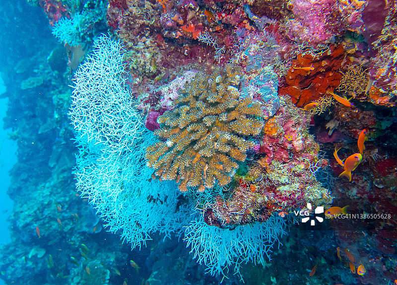 马尔代夫比雅杜湖的珊瑚群图片素材