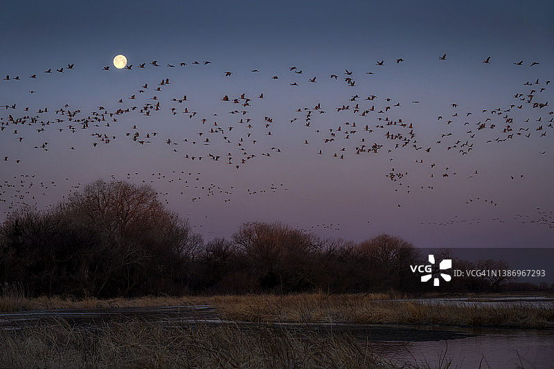 内布拉斯加州吉本附近的普拉特河上，一大群沙丘鹤在夕阳下的月亮前飞翔图片素材