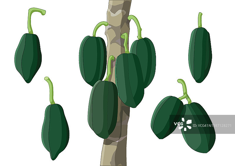 木瓜新鲜的绿色水果和孤立的白色背景插图矢量图片素材