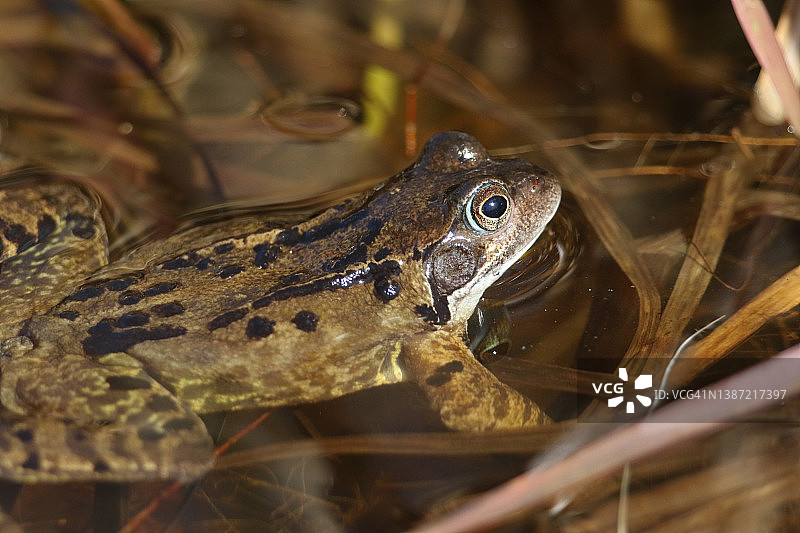 一种普通的青蛙，临时蛙，刚从冬眠在春天在一个池塘。它正在寻找更多的青蛙到水里来，以便与它们交配产卵。图片素材