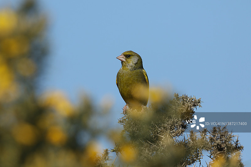 春天，一只雄性绿翅雀栖息在一株开花的金雀花灌木上。图片素材