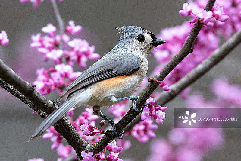 灰色和白色的鸟在开花的粉红色紫荆树上图片素材