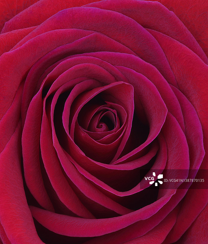 花瓣在芳香的红玫瑰中心的大镜头。图片素材