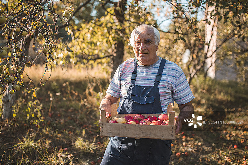 白发老人的肖像，拿着水果盒图片素材