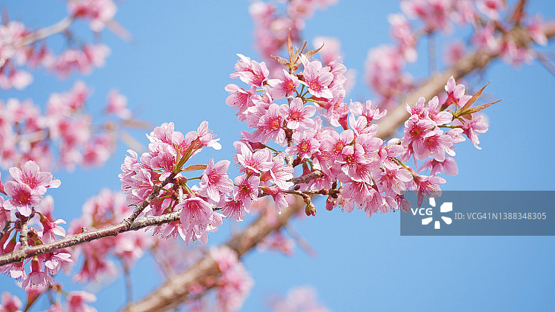 美丽的樱花景观，粉红色的樱花枝背景蓝色的天空在日本和韩国在春天与近距离的花丛图片素材