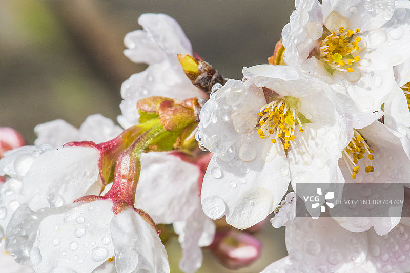 吉野樱花(prunus × yedoensis)带露图片素材
