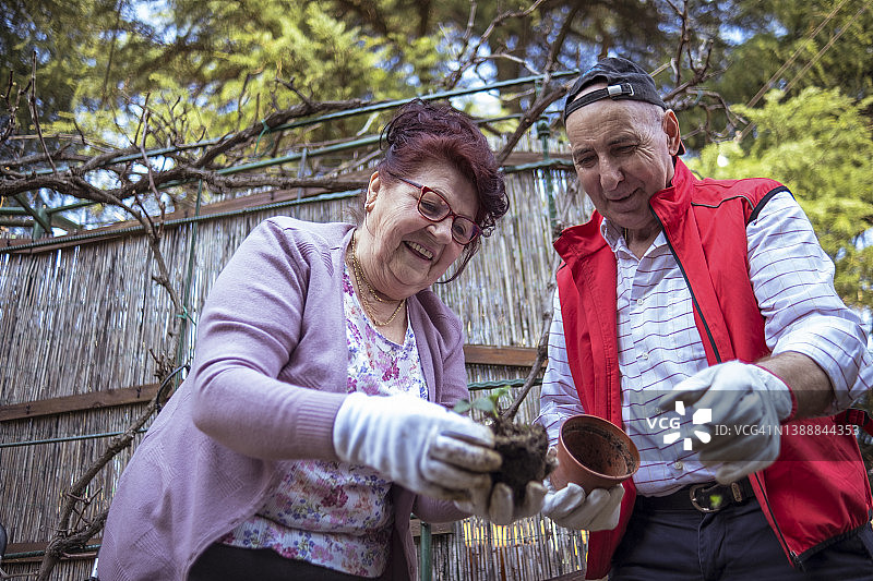 老年人通过园艺过上健康的生活方式图片素材