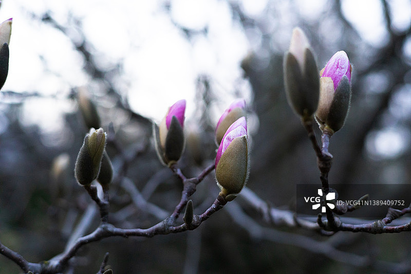 木兰树在早春开花图片素材