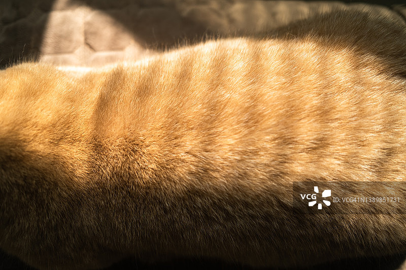 一只猫躺在椅子上，在猫身上发光图片素材