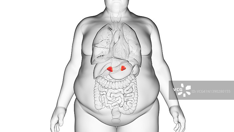 肥胖男子的肾上腺，插图图片素材