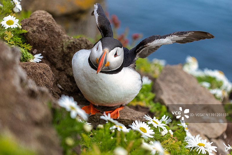 冰岛拉特拉贾尔海岸上美丽的海雀，野生动物图片素材