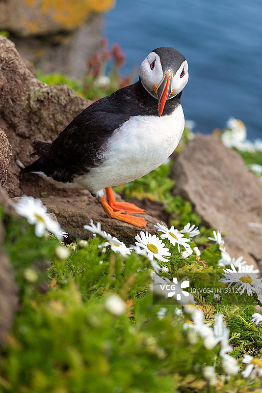 冰岛拉特拉贾尔海岸上美丽的海雀，野生动物图片素材