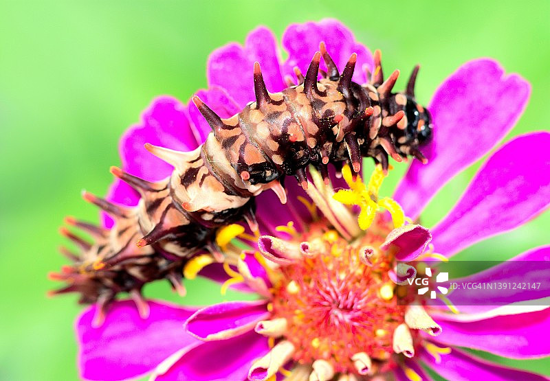 毛毛虫在花花粉上爬行-动物行为。图片素材