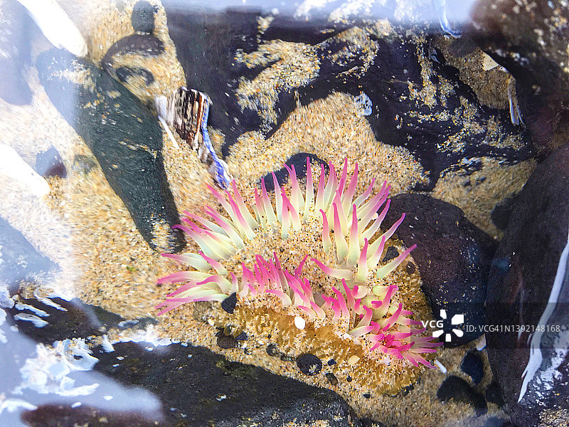 俄勒冈州潮汐池中的粉红海葵图片素材