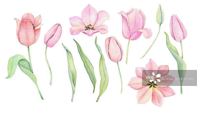 水彩粉红色的郁金香。春天的花孤立在白色的背景。图片素材