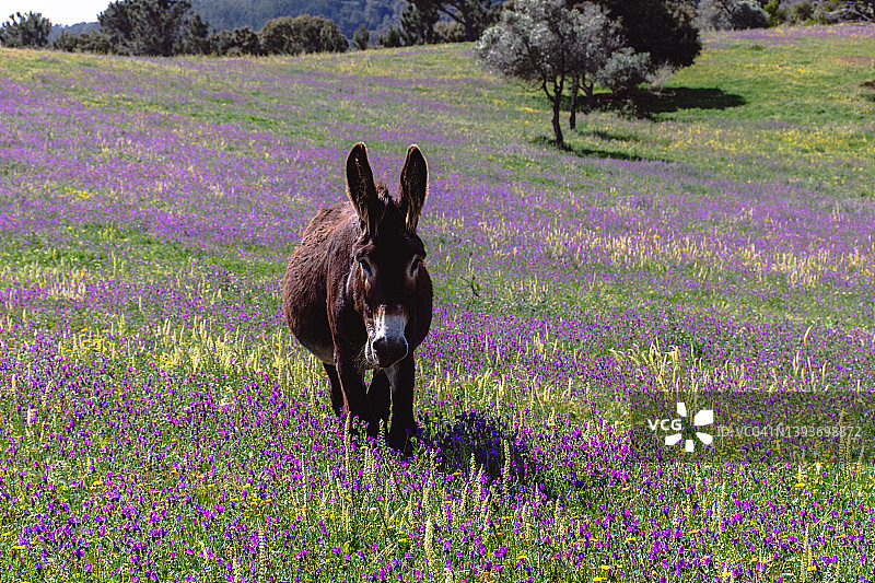 紫色花田里的驴图片素材