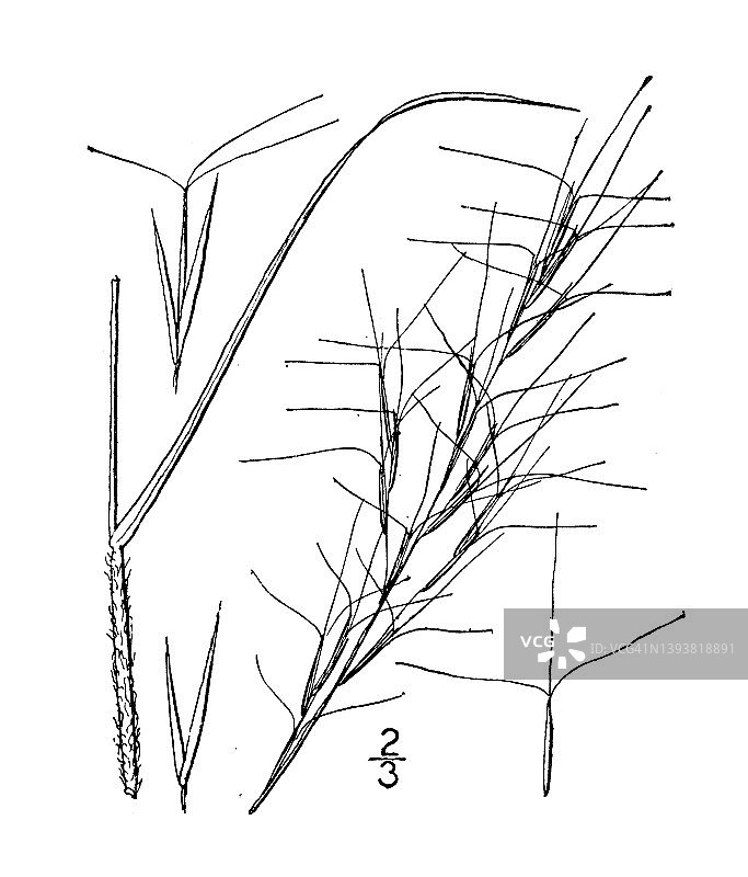 古植物学植物插图:阿里斯蒂达，毛阿里斯蒂达图片素材