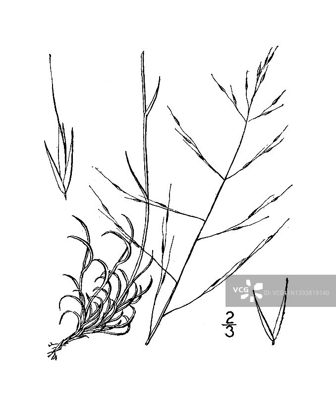 古植物学植物插图:Muhlenbergia gracillima，丝状Muhlenbergia图片素材