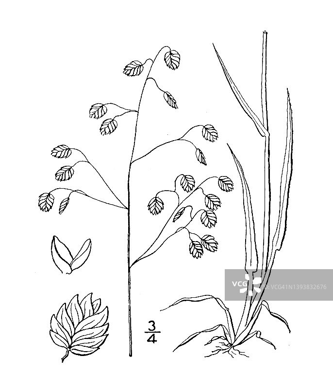 古董植物学植物插图:布里萨媒体，地震草，地震草图片素材