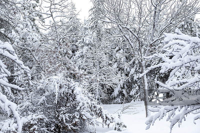 白雪覆盖的树木和公园图片素材