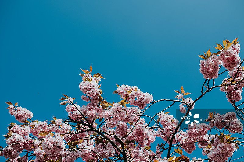 粉红色的樱花树在晴朗的蓝天下盛开图片素材