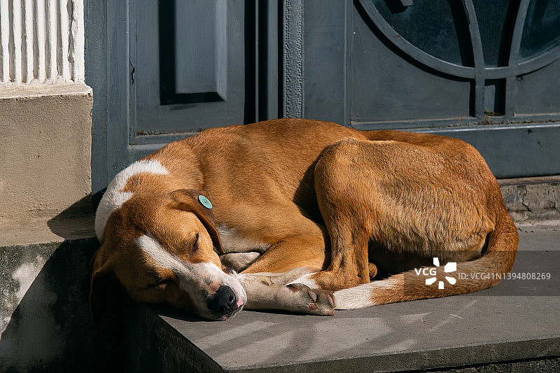 门口的台阶上躺着一只孤独的棕色大狗，爪子和口鼻都是白色的。一只被遗弃的狗的肖像。一只无家可归、经过消毒和接种疫苗的狗睡在街上。图片素材