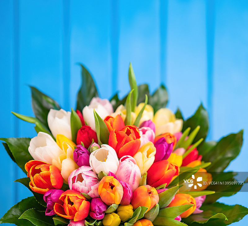 色彩斑斓的郁金香花束在蓝色的木制背景。春天的郁金香花。图片素材