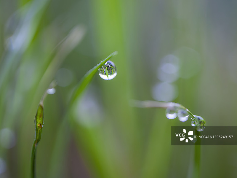 草坪上闪亮的雨滴图片素材