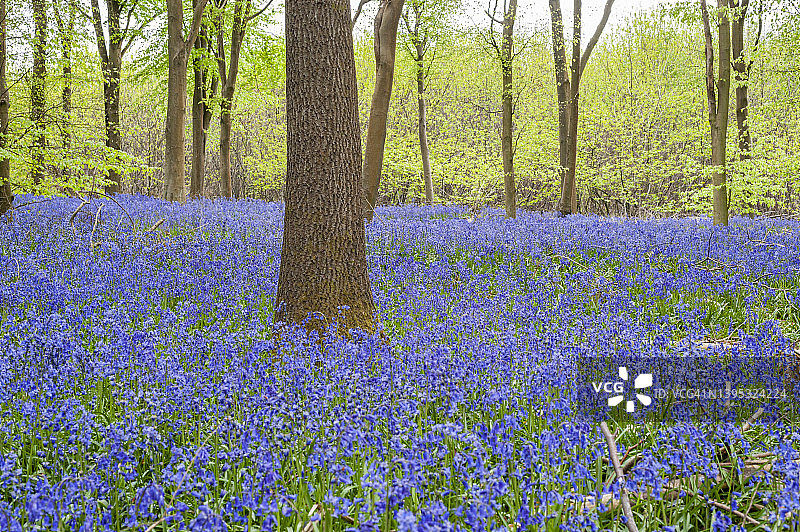 英国肯特郡毕晓普斯伯恩2022年5月3日。常见的风信子和成熟的山毛榉树。图片素材