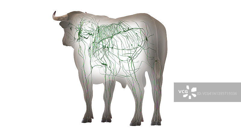 牛的淋巴系统，插图图片素材