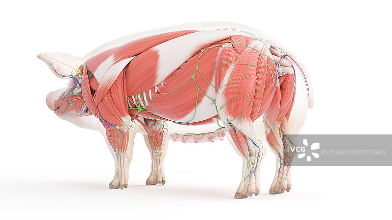 猪解剖学、插图图片素材