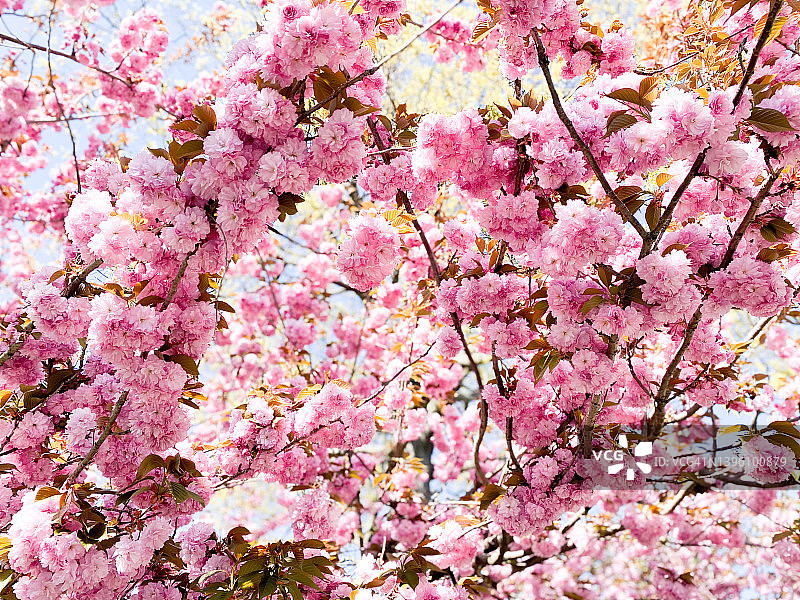 早春盛开的“山山”樱花标志着春天的到来图片素材