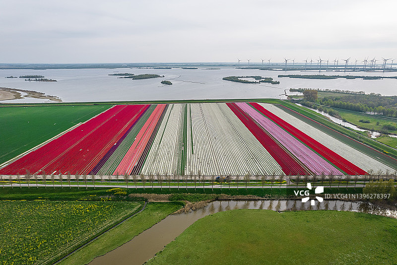 航拍荷兰彩色郁金香田的风力涡轮机图片素材