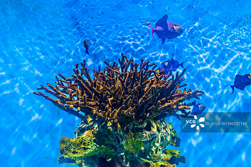 有珊瑚和热带鱼的海底世界。图片素材